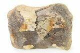 Fossil Ornithischian Dinosaur Partial Phalanx Bone - Montana #316405-1